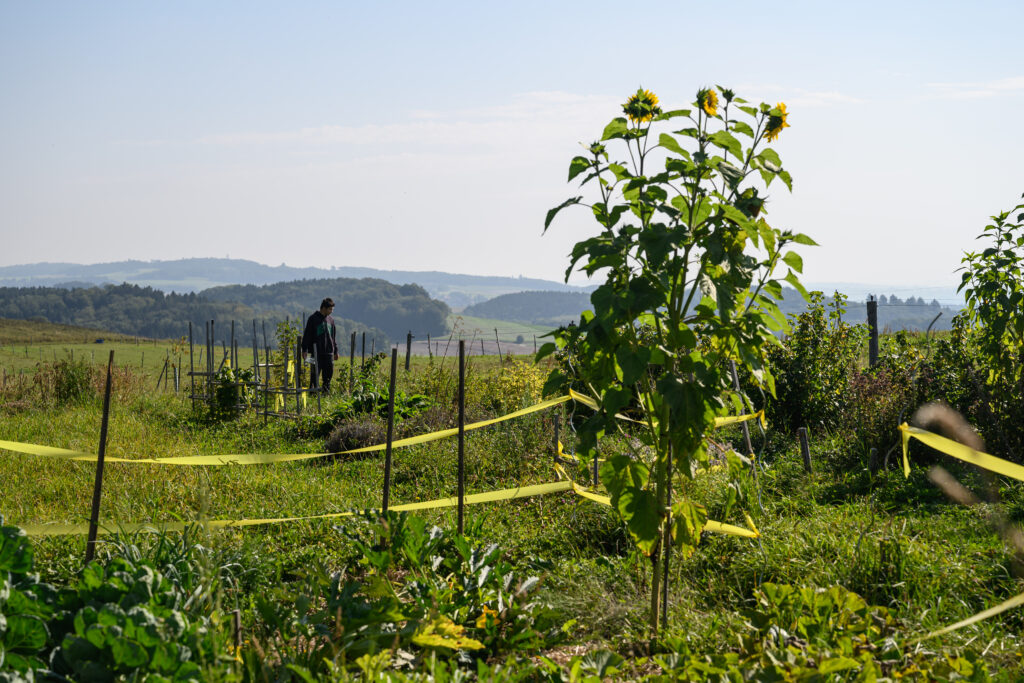 Des tournesols au premier plan, un homme qui regarde le jardin à l'arrière-plan.