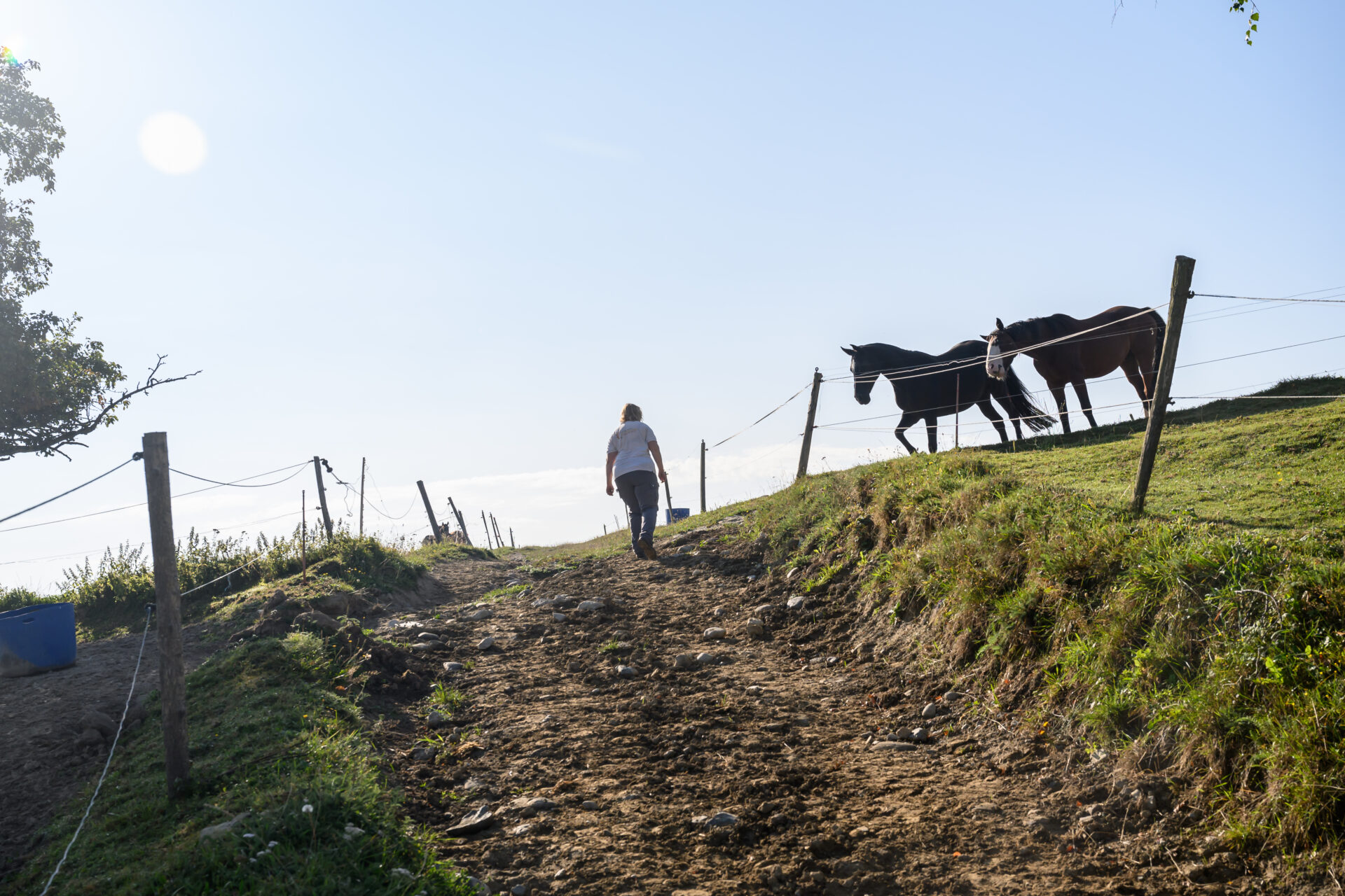 Frau die einen Weg hinaufläuft, zu zwei Pferden auf der rechten Seite auf einer Weide.
