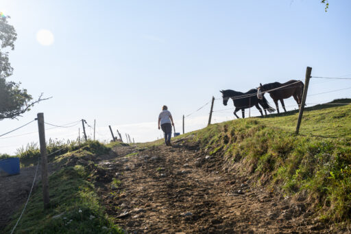 Frau die einen Weg hinaufläuft, zu zwei Pferden auf der rechten Seite auf einer Weide.