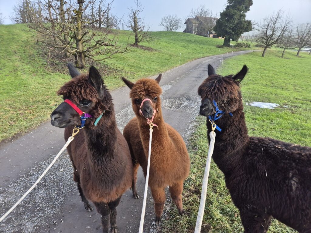 3 Alpakas an der Leine